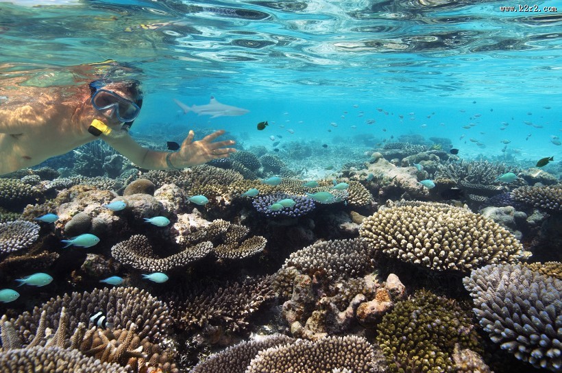 有趣的海底世界图片