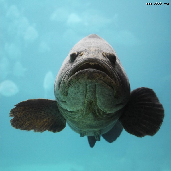 有趣的海底世界图片