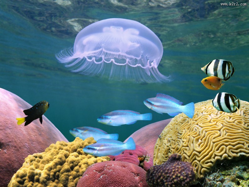 美丽漂亮的水母图片