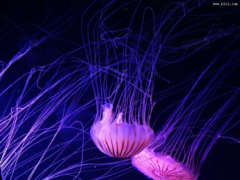 美丽漂亮的水母图片