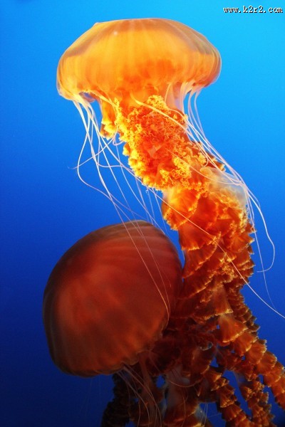 美丽漂亮的水母图片