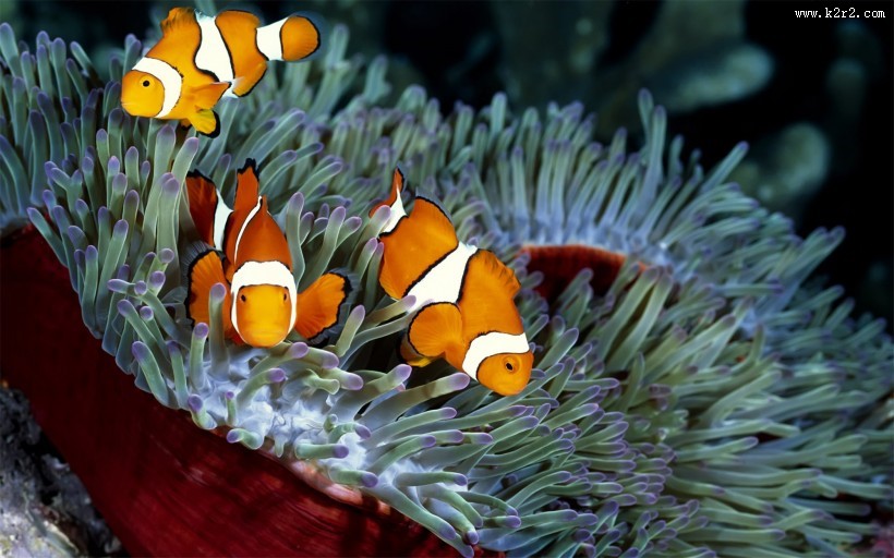 海洋海葵鱼的图片