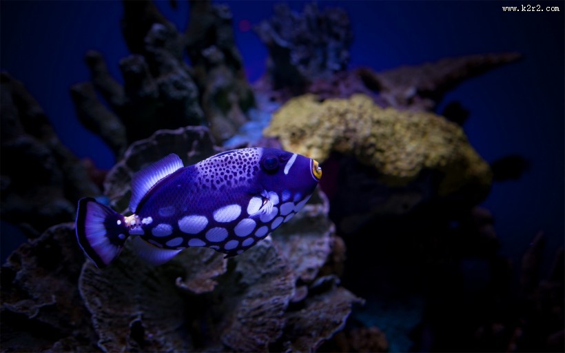 海洋海葵鱼的图片