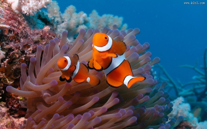 海洋海葵鱼的图片