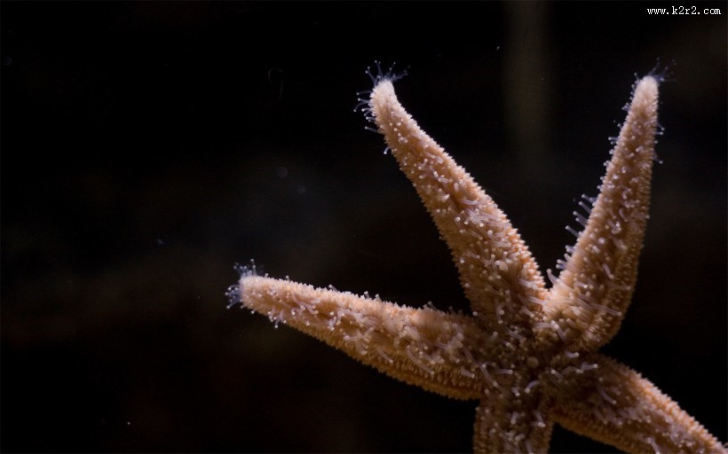 棘皮动物海星图片大全