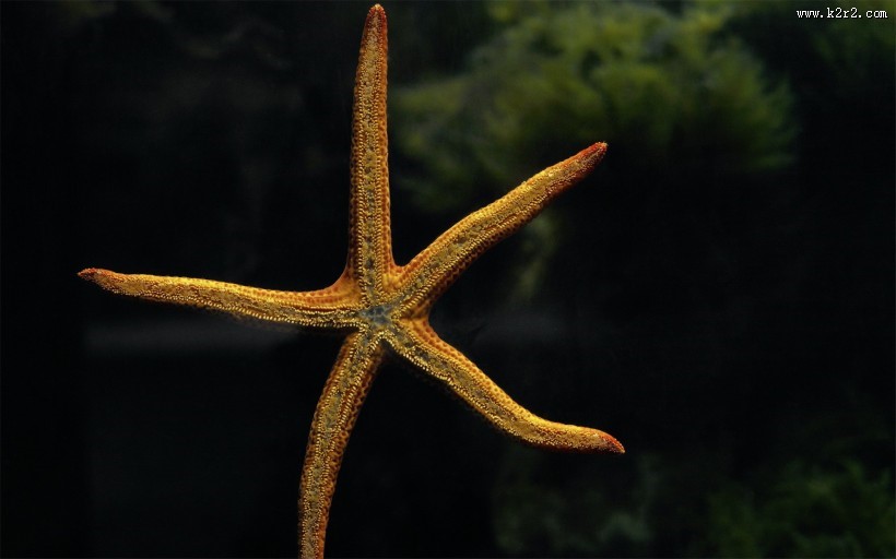 美丽的海星图片大全