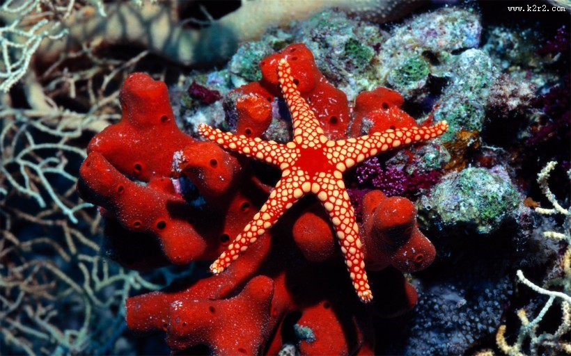 美丽的海星图片大全
