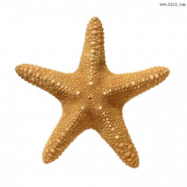 深海里的海星图片