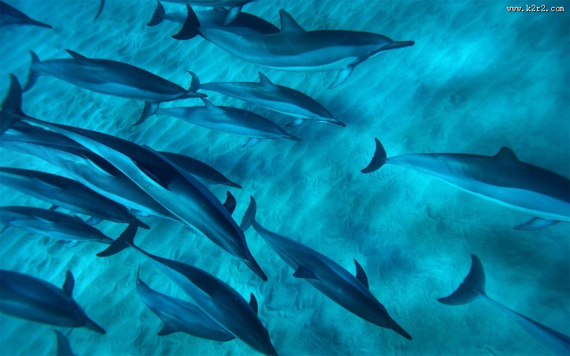 水生哺乳动物海豚图片