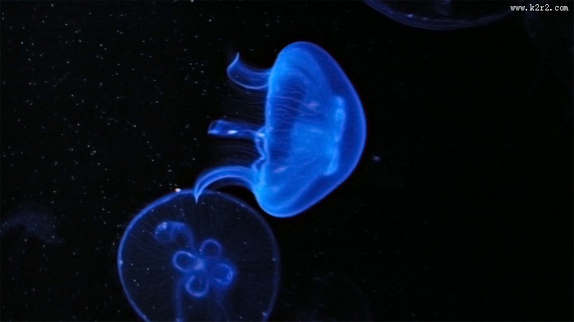 漂亮的水生动物水母图片大全