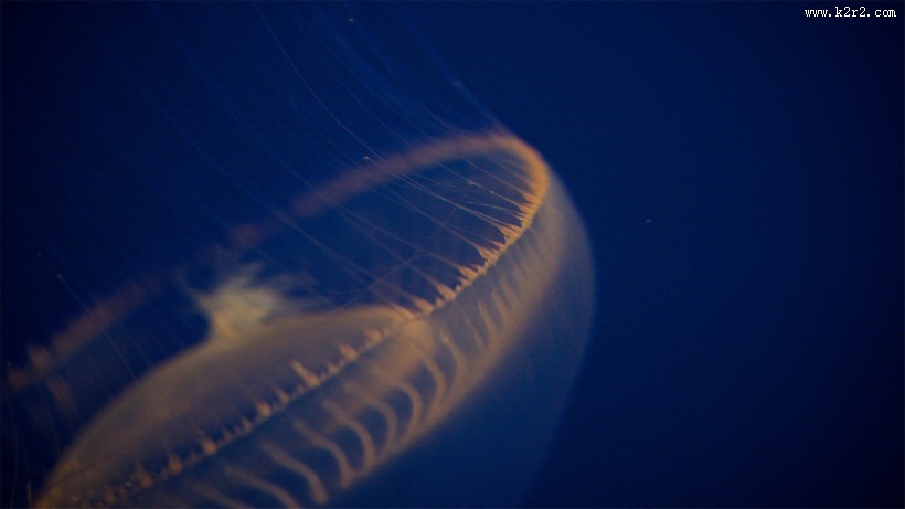 漂亮的水生动物水母图片大全