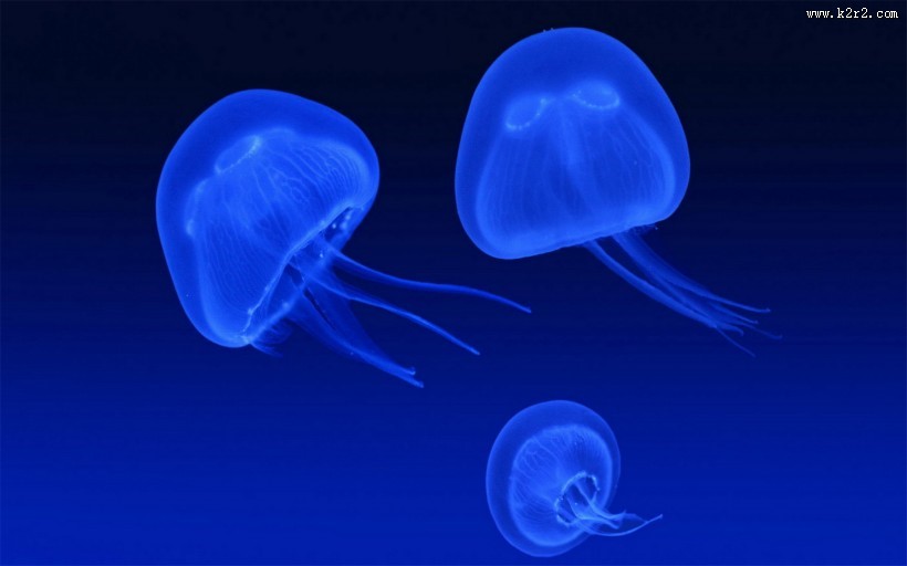 漂亮的水生动物水母图片大全