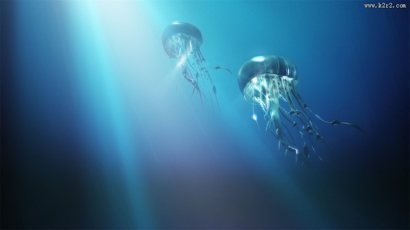 漂亮的水生动物水母图片大全