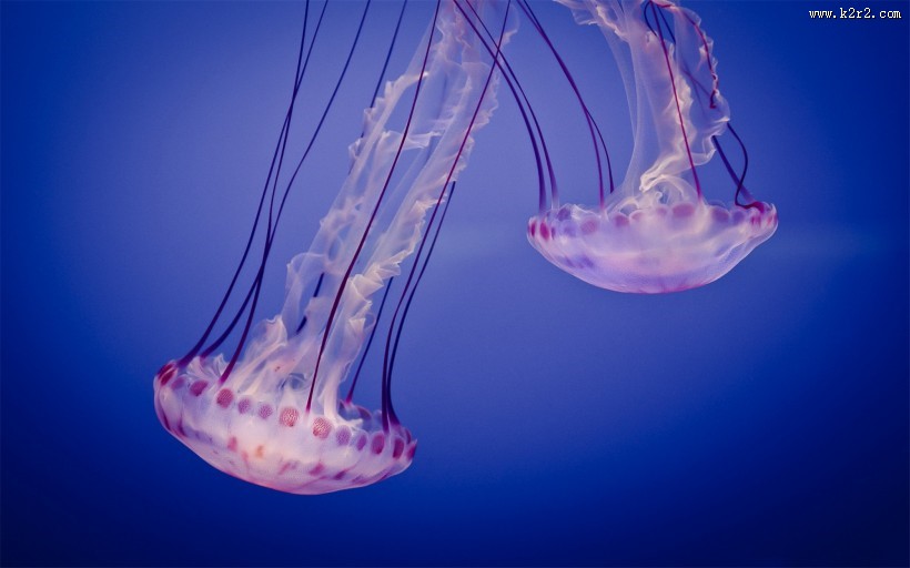 漂亮的水生动物水母图片大全