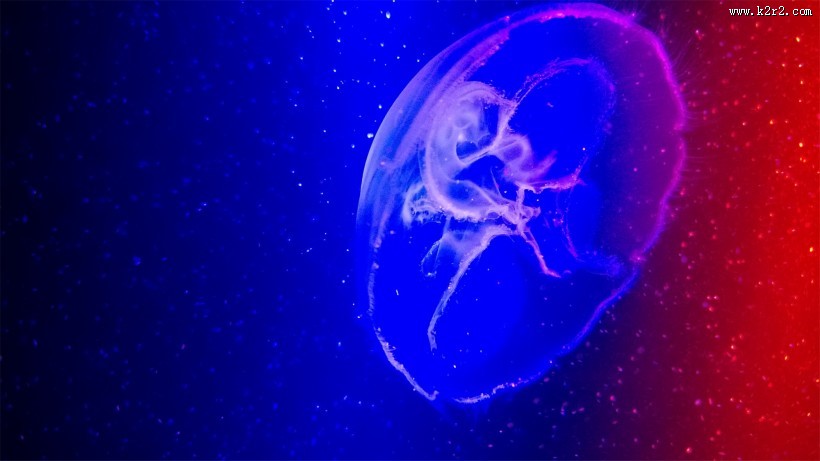 漂亮的水生动物水母图片大全