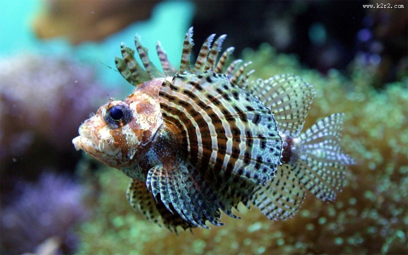海洋里各种奇妙的海底生物图片