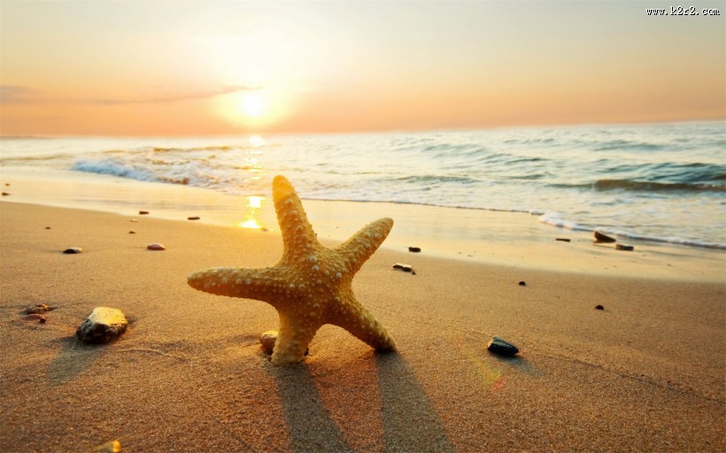 海洋生物海星图片