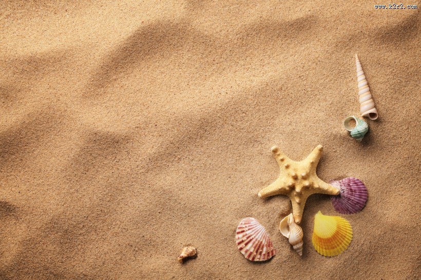 沙滩上的贝壳图片大全