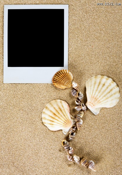 沙滩上的贝壳图片大全