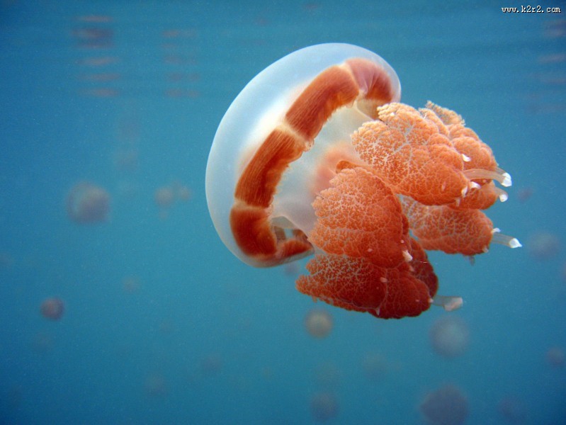 好看的水母图片