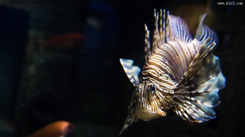 美味的狮子鱼图片