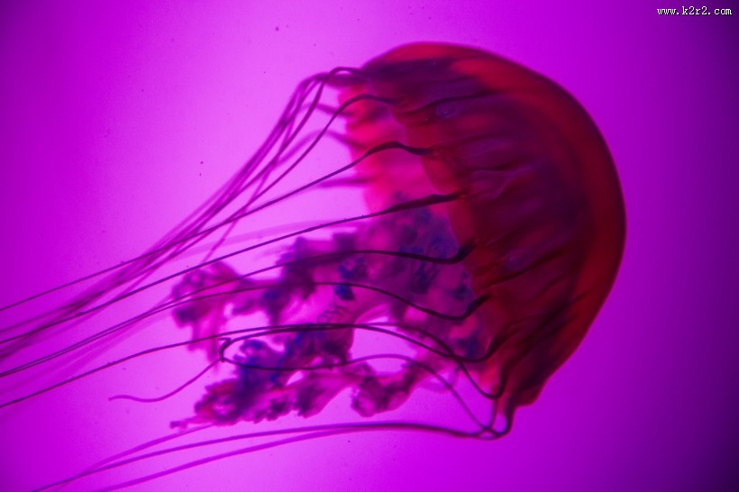 水母图片