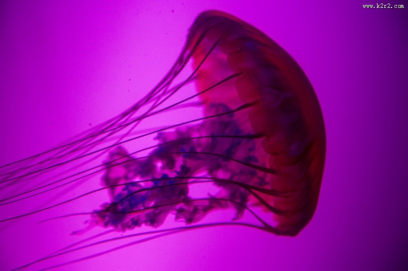 水母图片