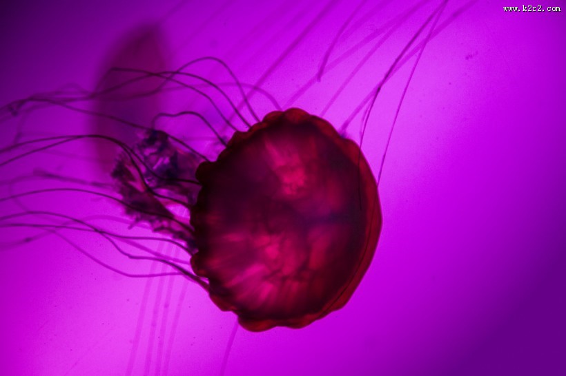 水母图片