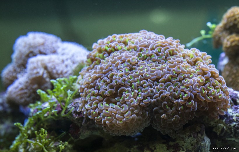 海底珊瑚图片大全