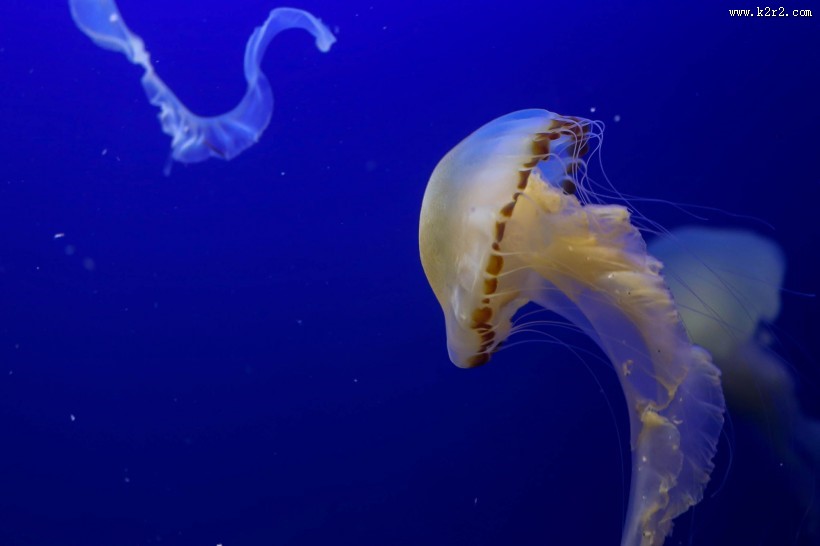 绚丽多彩的水母图片