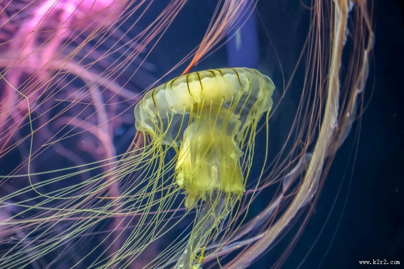 绚丽多彩的水母图片