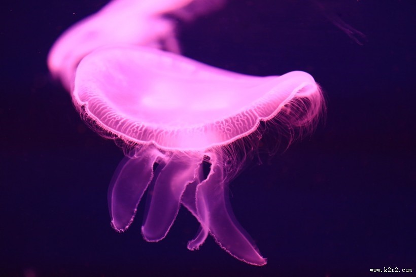 美丽的水母图片大全