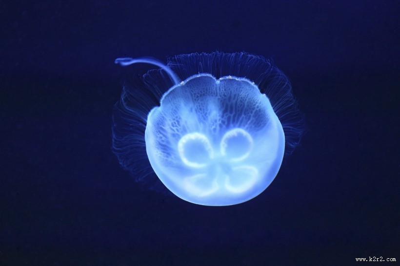 美丽的水母图片大全