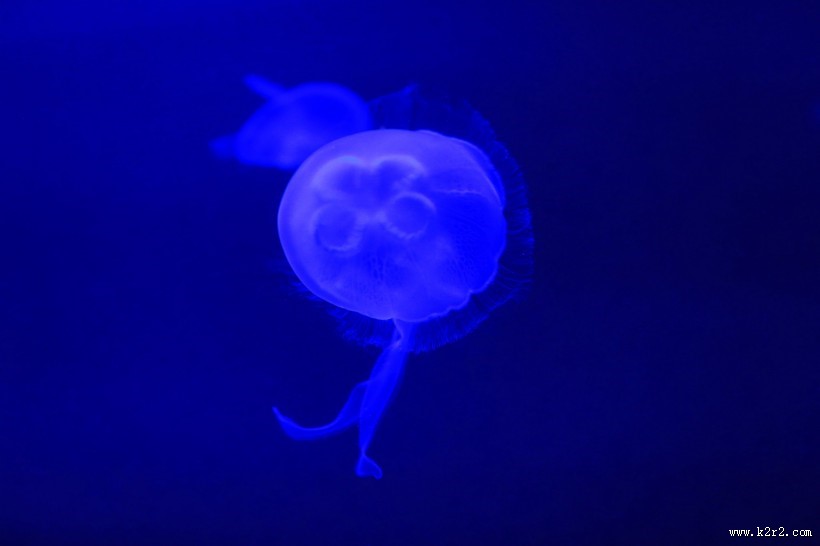 美丽的水母图片大全