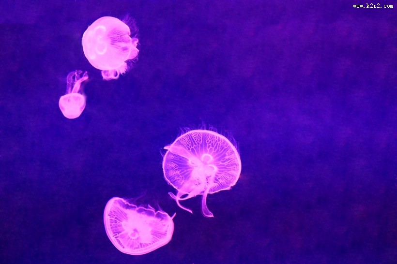 美丽的水母图片大全