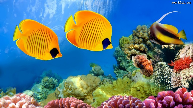 海底珊瑚礁图片