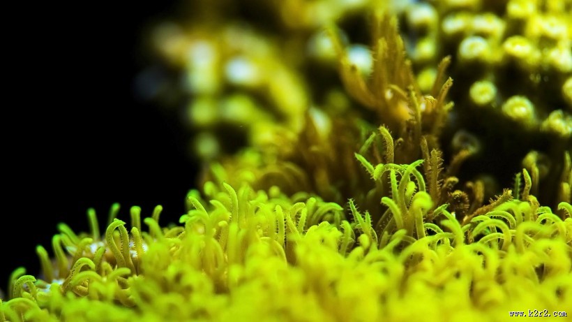 海底世界海洋生物图片大全