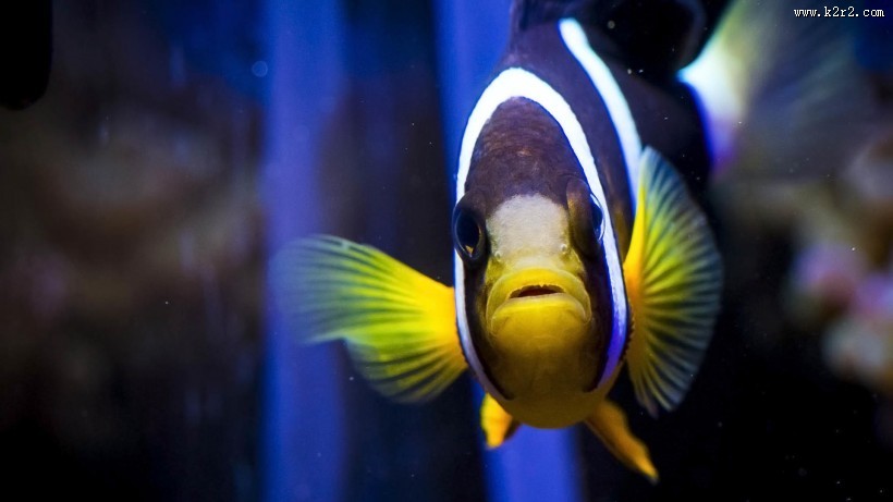 海底世界海洋生物图片大全