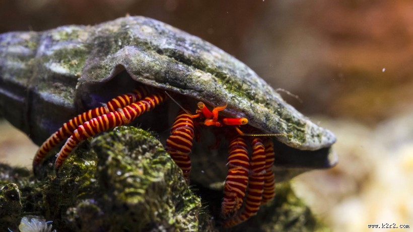 海底世界海洋生物图片大全
