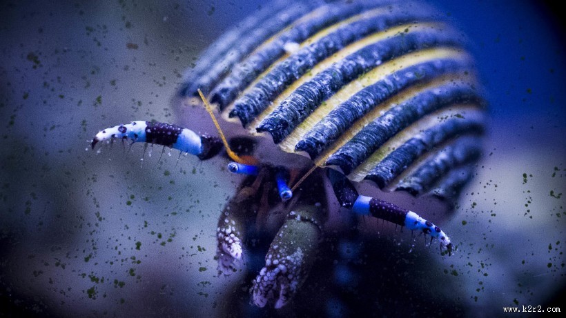 海底世界海洋生物图片大全