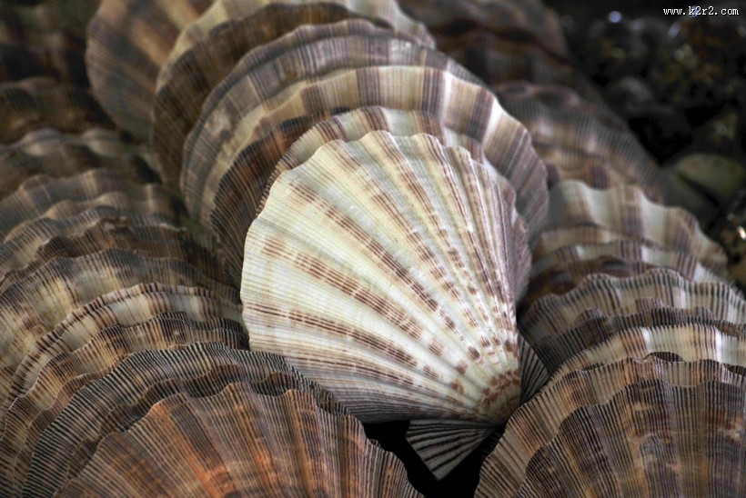 贝壳堆图片
