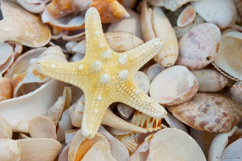 贝壳堆图片