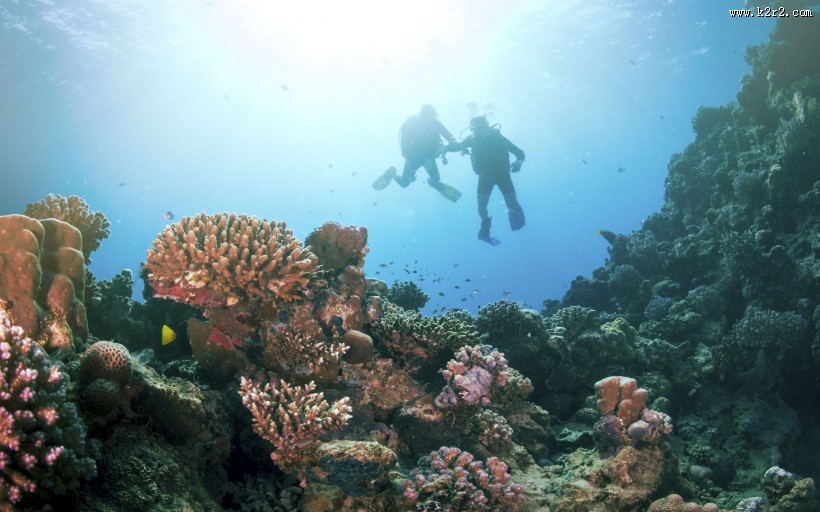 海底美丽珊瑚图片大全