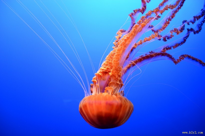 水母图片大全