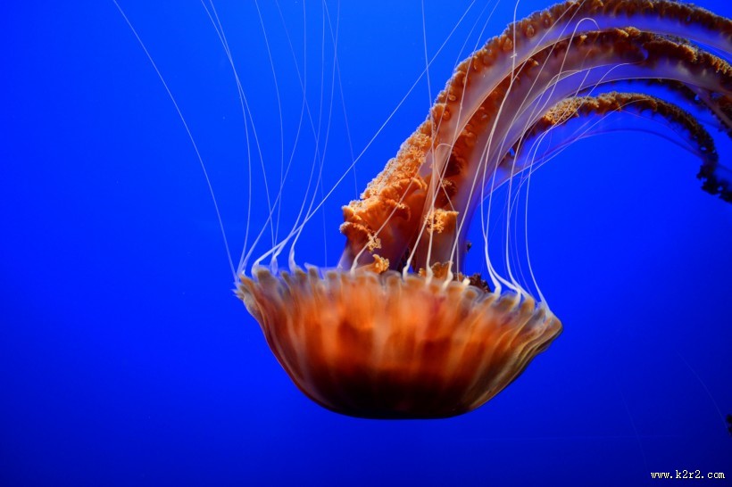 水母图片大全