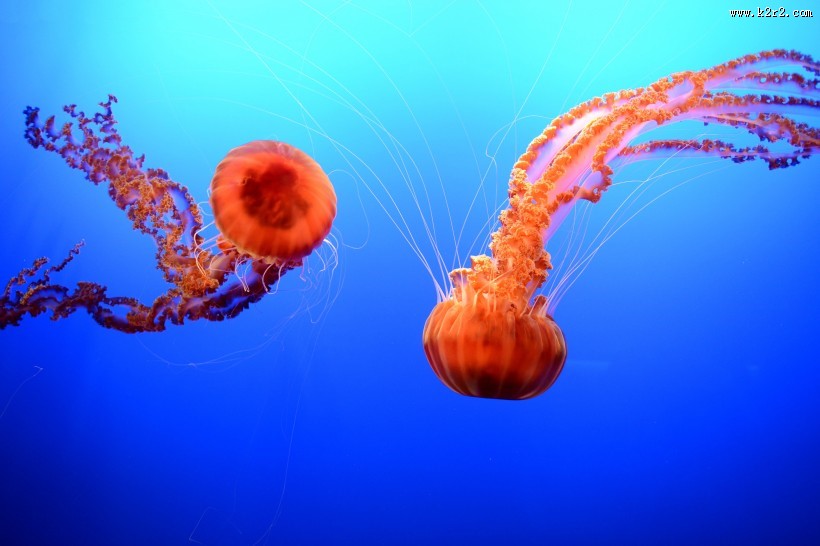 水母图片大全