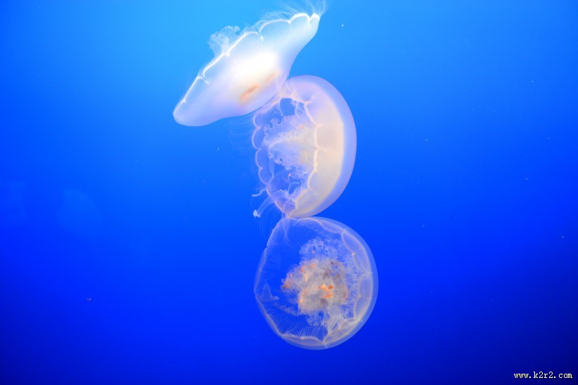 水母图片大全