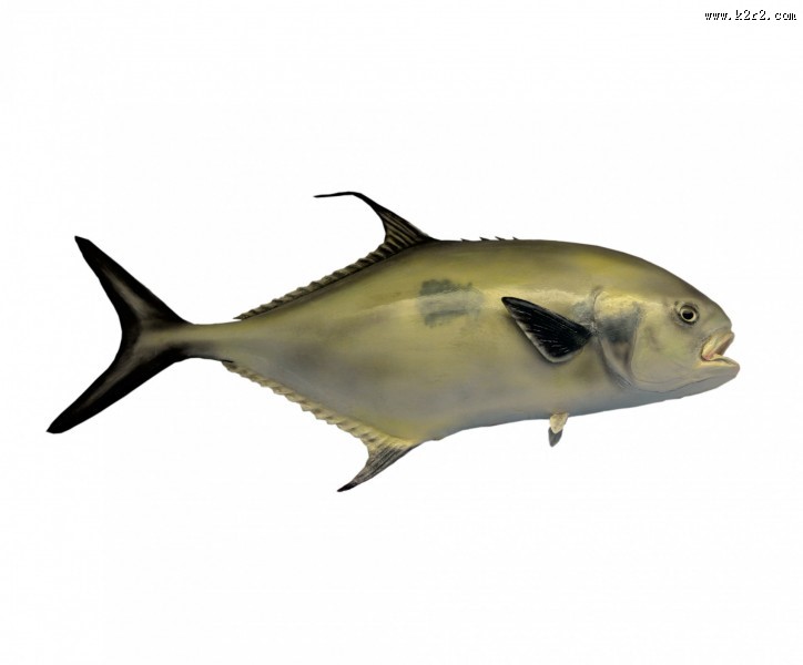 各种海鱼特写图片