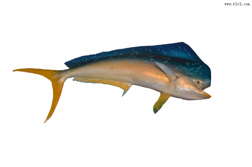 各种海鱼特写图片