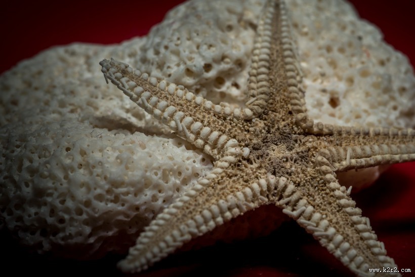海星图片大全